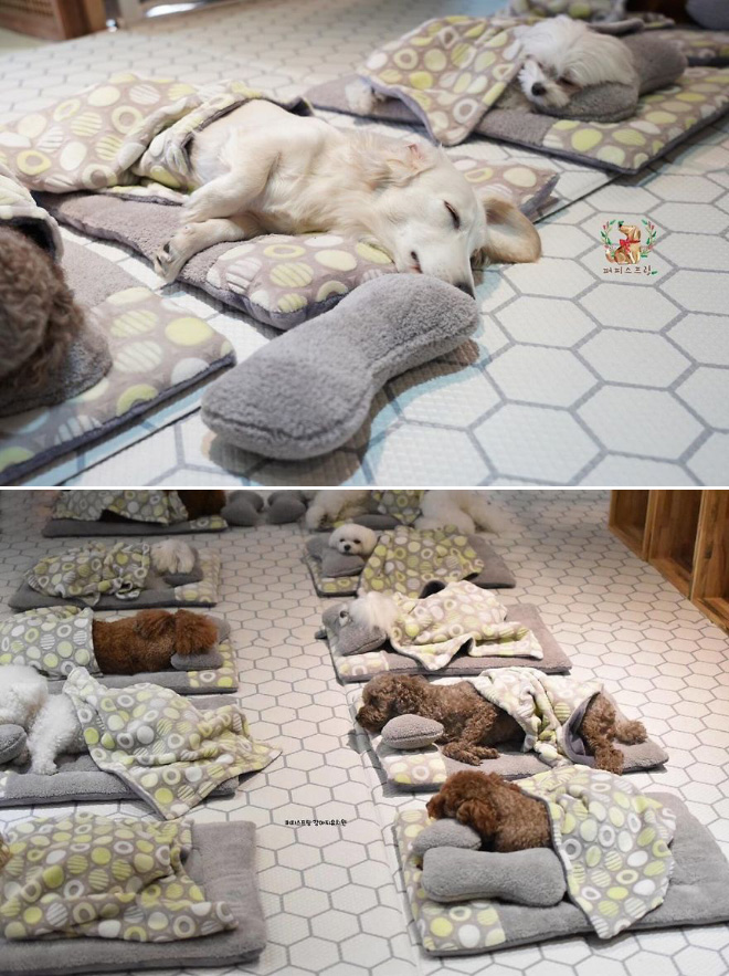 Sleepy time at a puppy daycare.