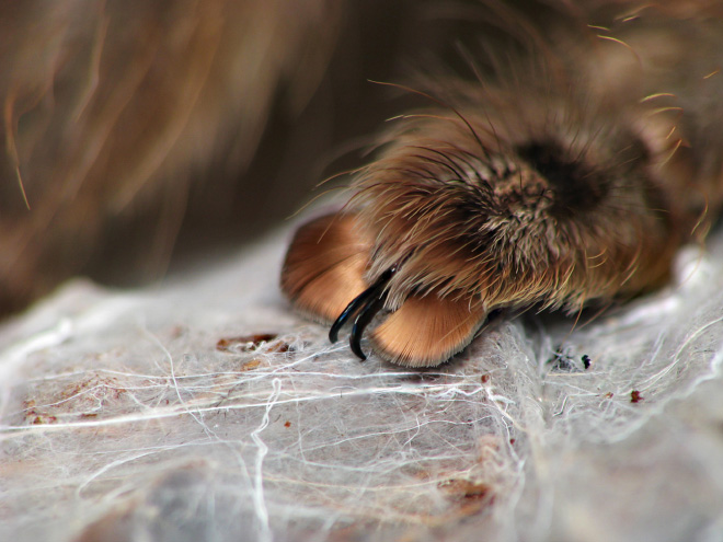 Did you know how cute spider paws are?