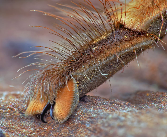Did you know how cute spider paws are?