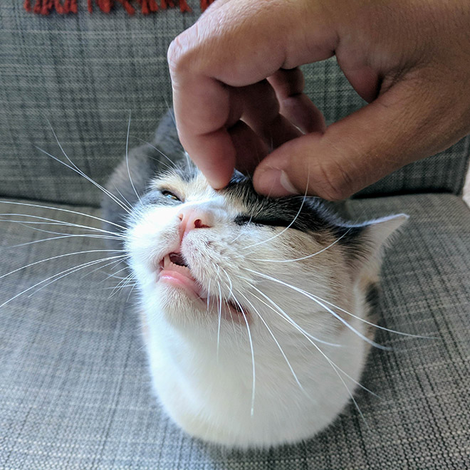 Cute cat teeth.