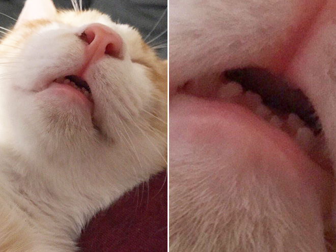 Cute cat teeth.