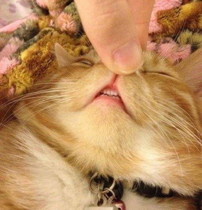 Cute cat teeth.