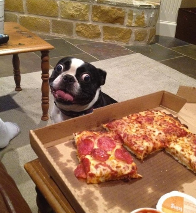 I hope I'll someday find someone who would look at me the way dogs look at food...