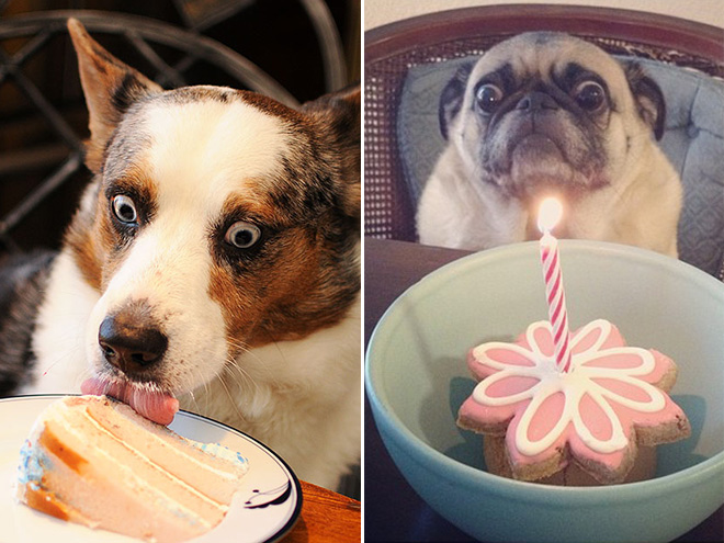 Dogs & Food: This Is What True Love Looks Like