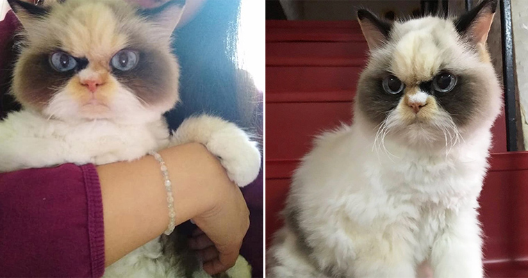 Meet The New Grumpy Cat That Looks Even Angrier Than Her Late