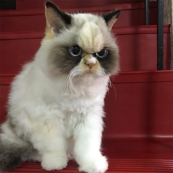 The new Grumpy Cat.