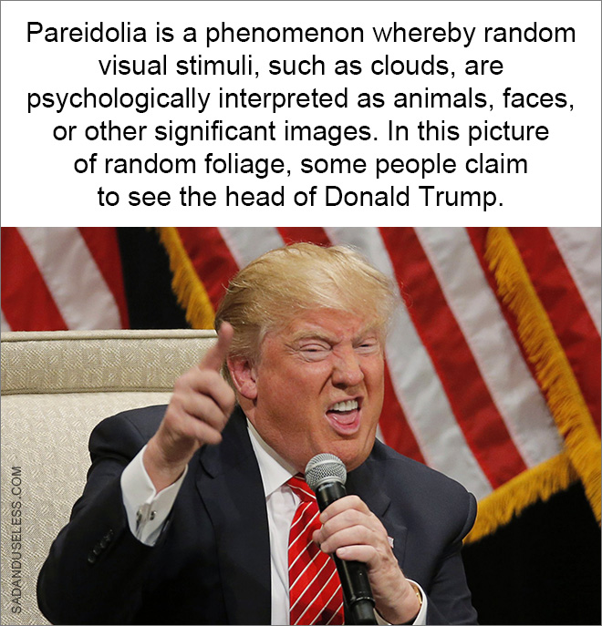 Pareidolia is a phenomenon whereby random visual stimuli, such as clouds, are psychologically interpreted as animals, faces, or other significant images. In this picture of random foliage, some people claim to see the head of Donald Trump.