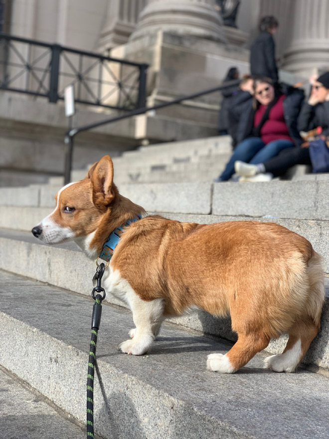 Disapproving corgi.