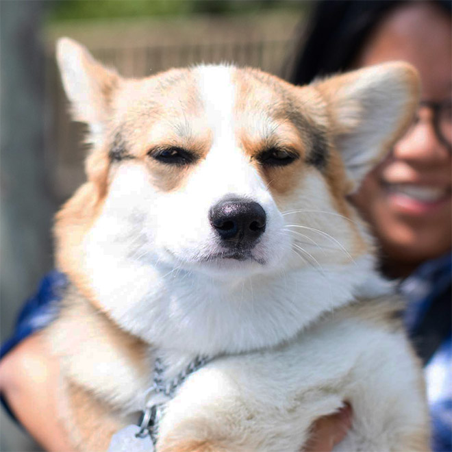 Disapproving corgi.