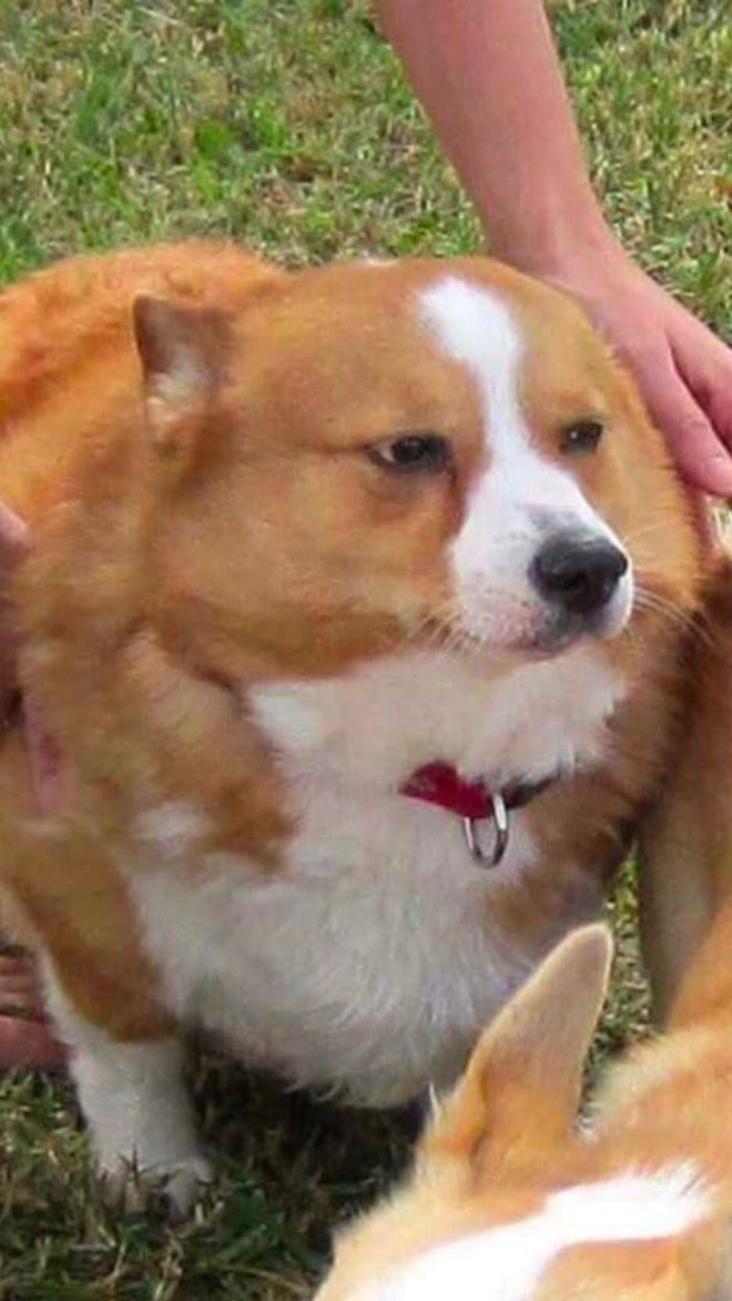 Disapproving corgi.