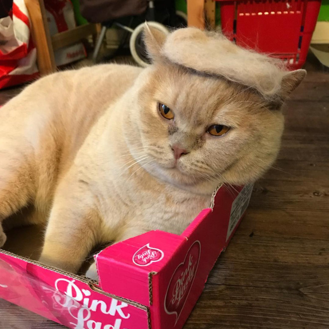 If Donald Trump was a cat...