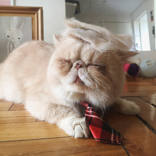 If Donald Trump was a cat...
