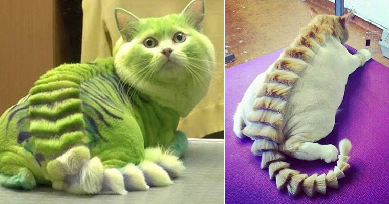 dragon cat toy