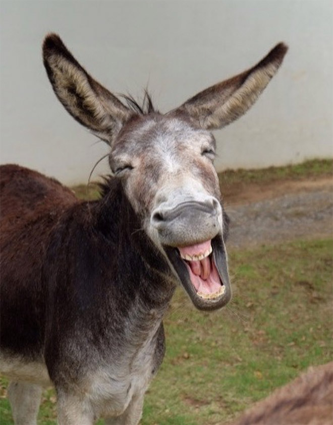 laughing-donkeys9.jpg