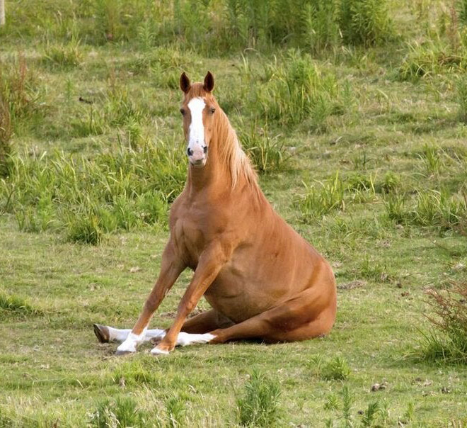 Awkwardly sitting horse.