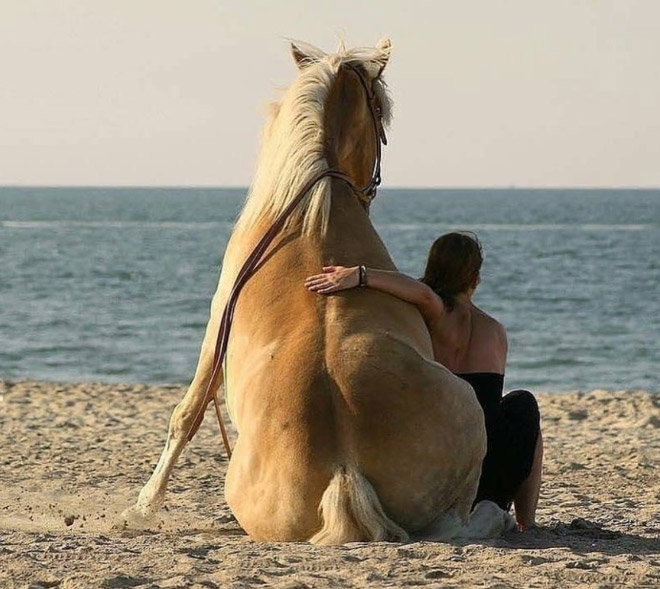 Awkwardly sitting horse.