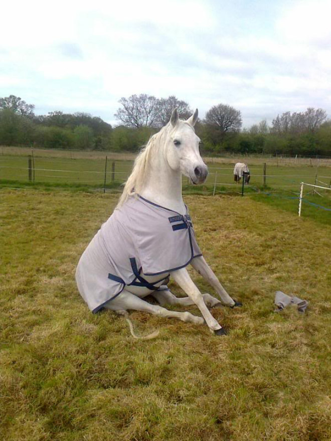 Awkwardly sitting horse.
