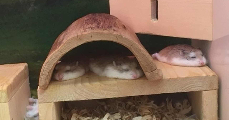 Flat hamsters sale