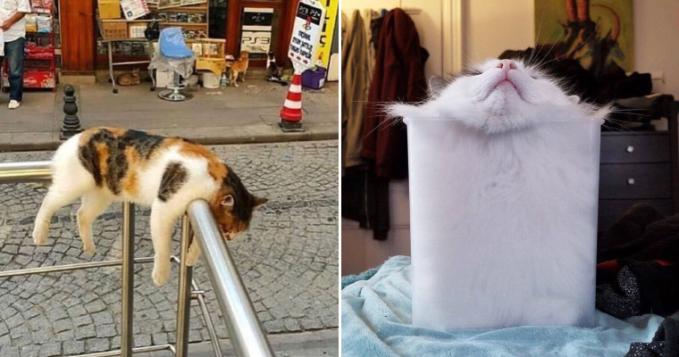 Cats sitting in weird places cheap