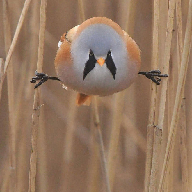 This bird sure knows how to make a perfect split.