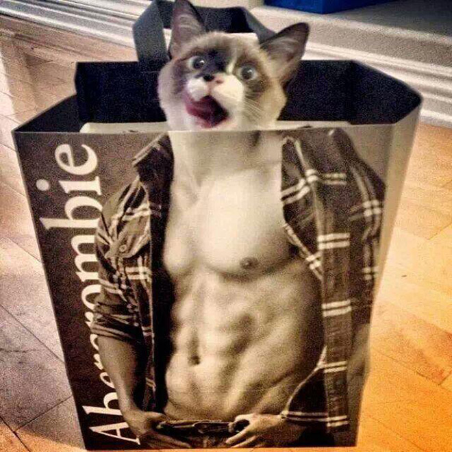 Ripped cat.