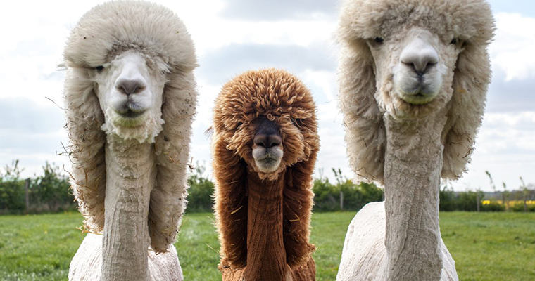 Alpacas With Incredible Hair Alpacas With Incredible Hair