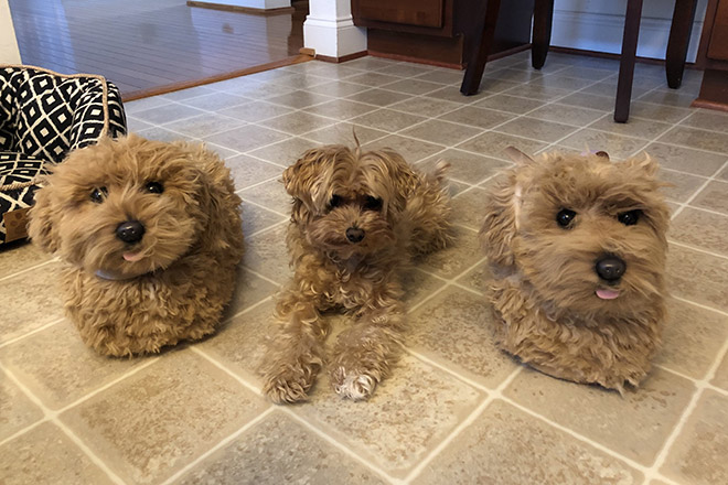 pet clone slippers