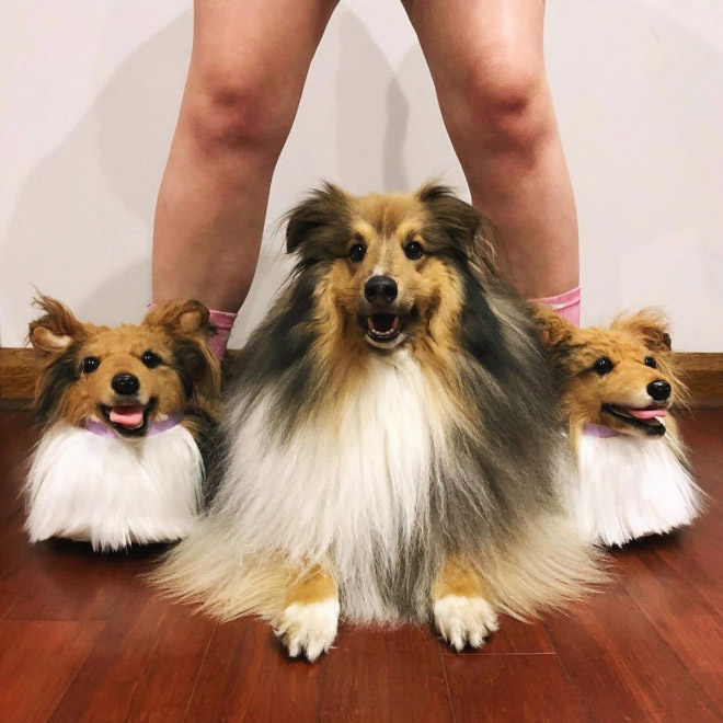 pet clone slippers