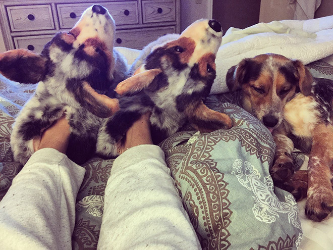pet clone slippers