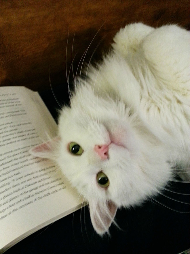 What are you reading? Let me help!
