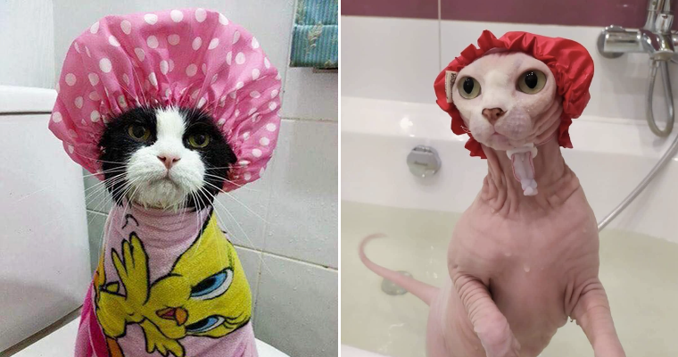Sad Cat Shower