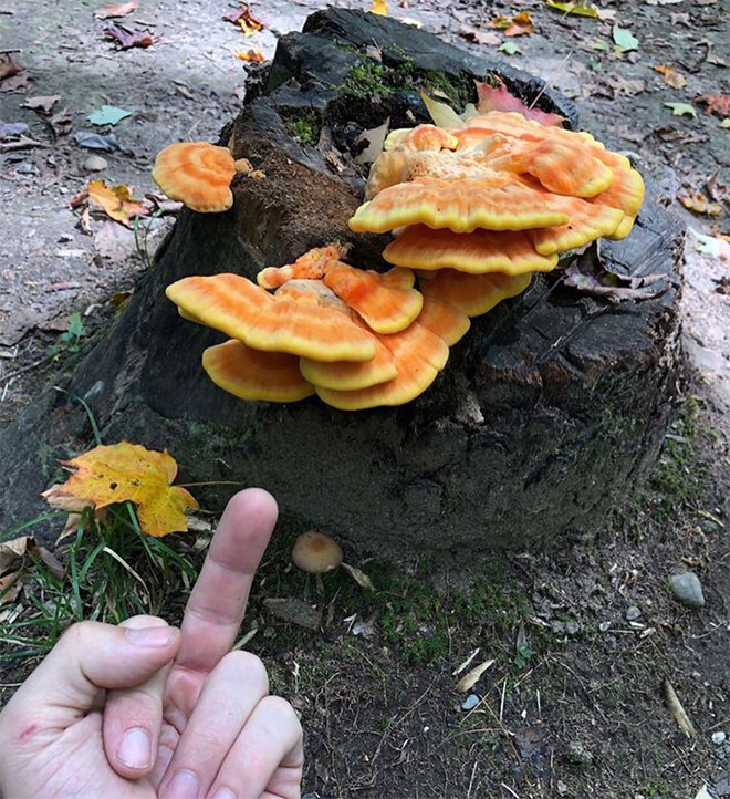 This guy really hates mushrooms...