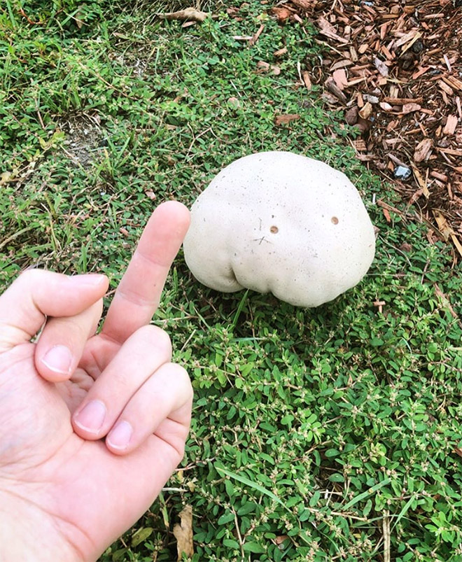 This guy really hates mushrooms...