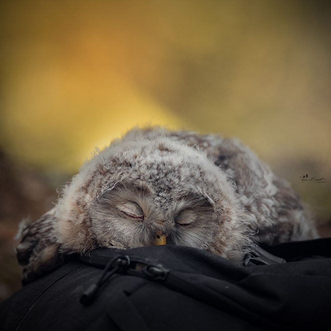 Sleeping owl.