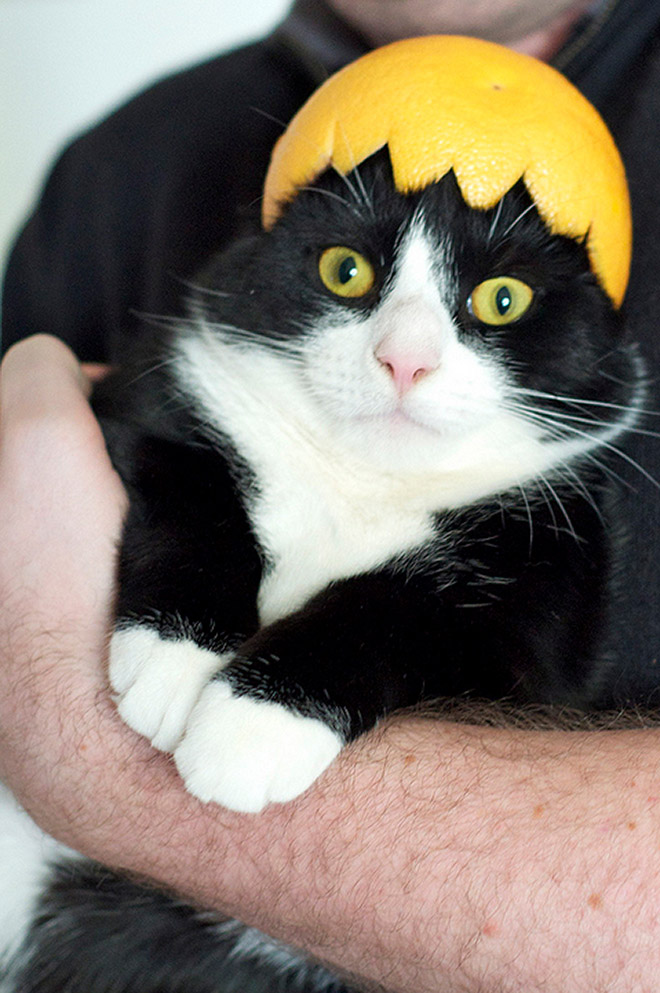 Cat in citrus fruit hat.