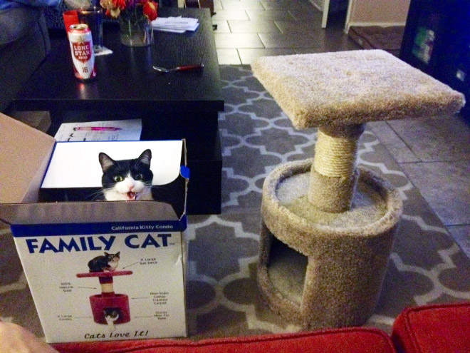 When you buy a gift for your cat...