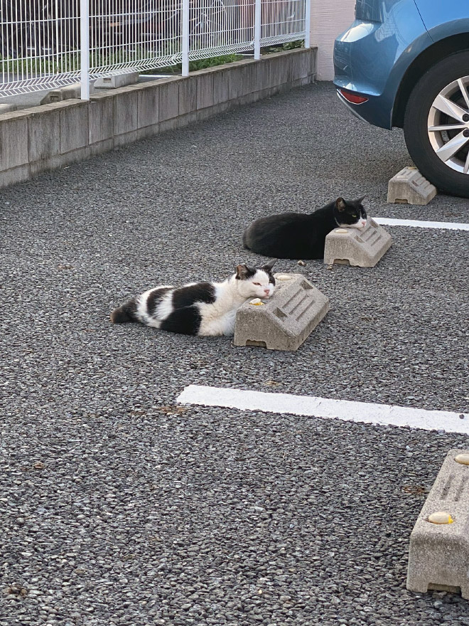 Cats sleeping on parking bumper pillows.