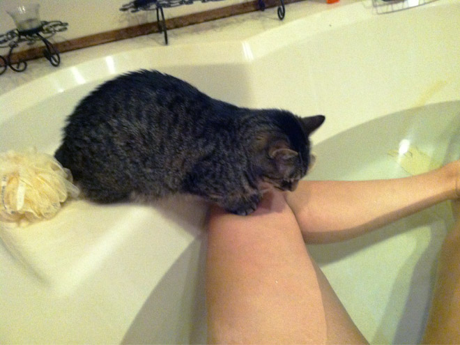 Cats really don't care about privacy.