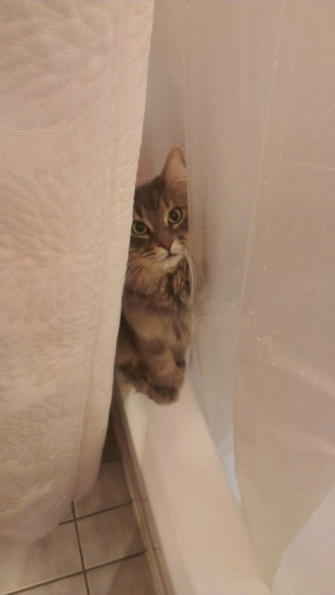 Cats really don't care about privacy.