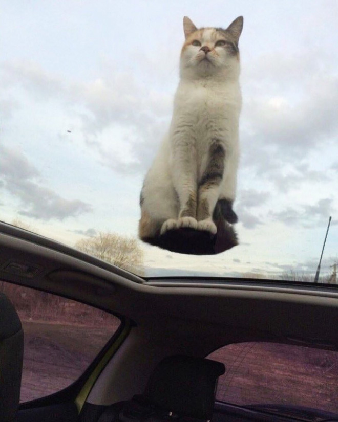 UFO cat flying back to his home planet.