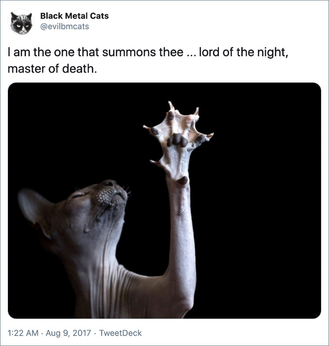 Black metal lyrics paired with cats.