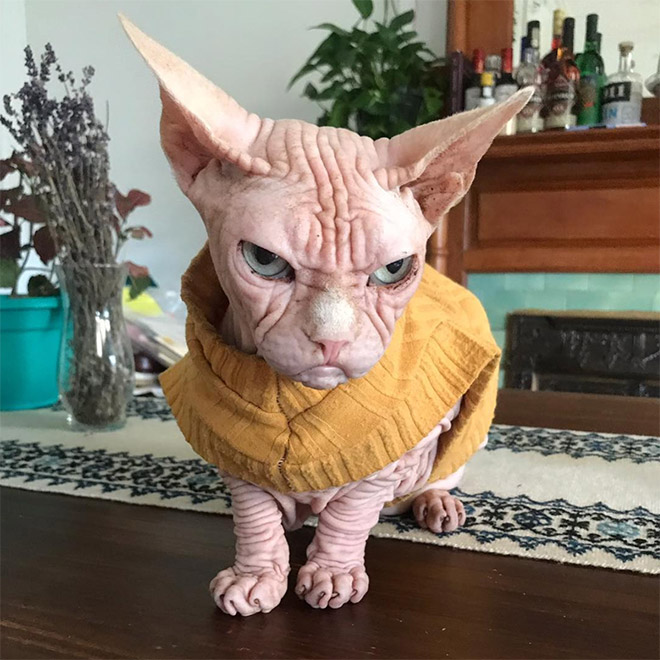 Grumpy sphynx cat.