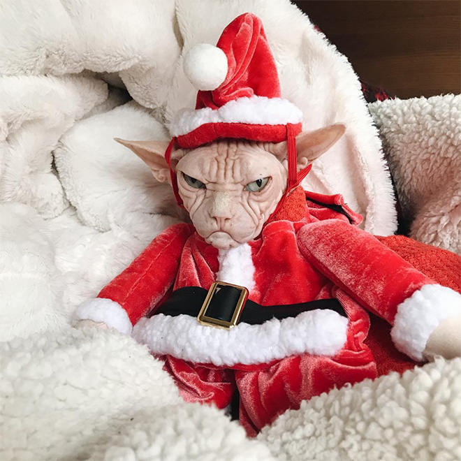 Grumpy sphynx cat.