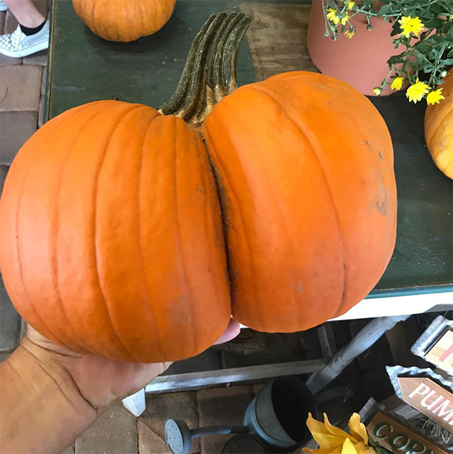 Beautiful pumpkin butt.