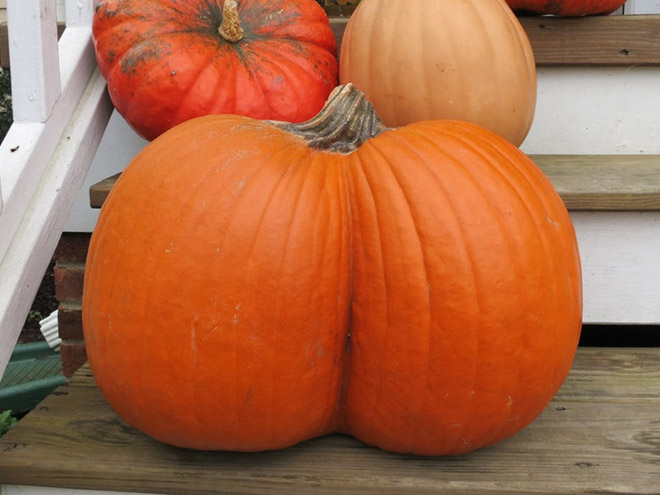 Beautiful pumpkin butt.