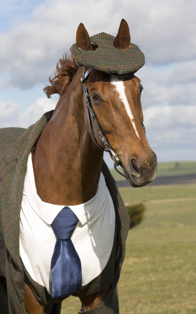 Horse in a suit.