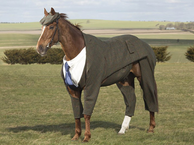 Horse in a suit!