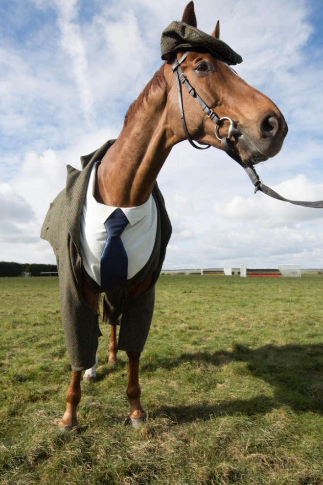 Horse in a suit!