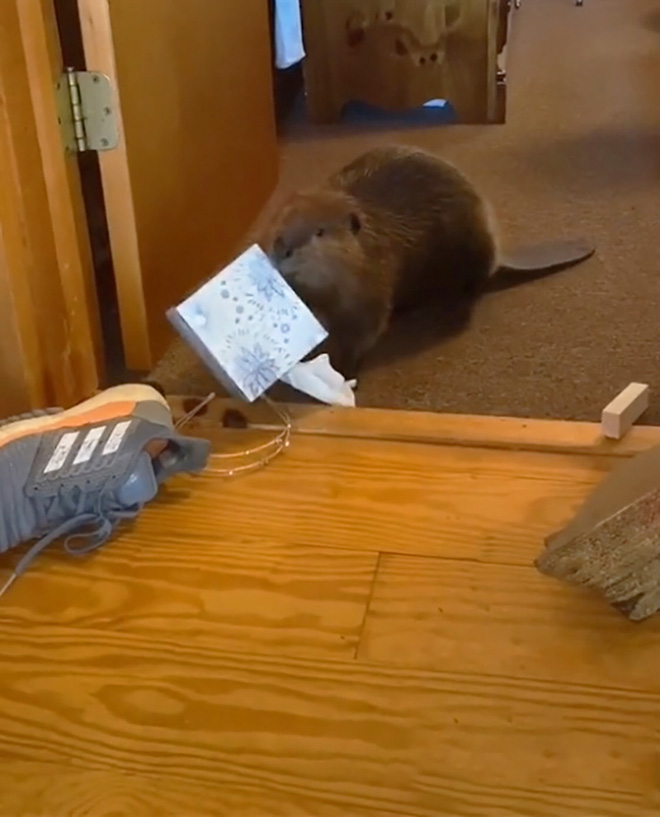 Beaver building a dam from household items.