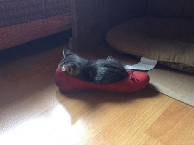 Some cats will sleep anywhere but their bed.